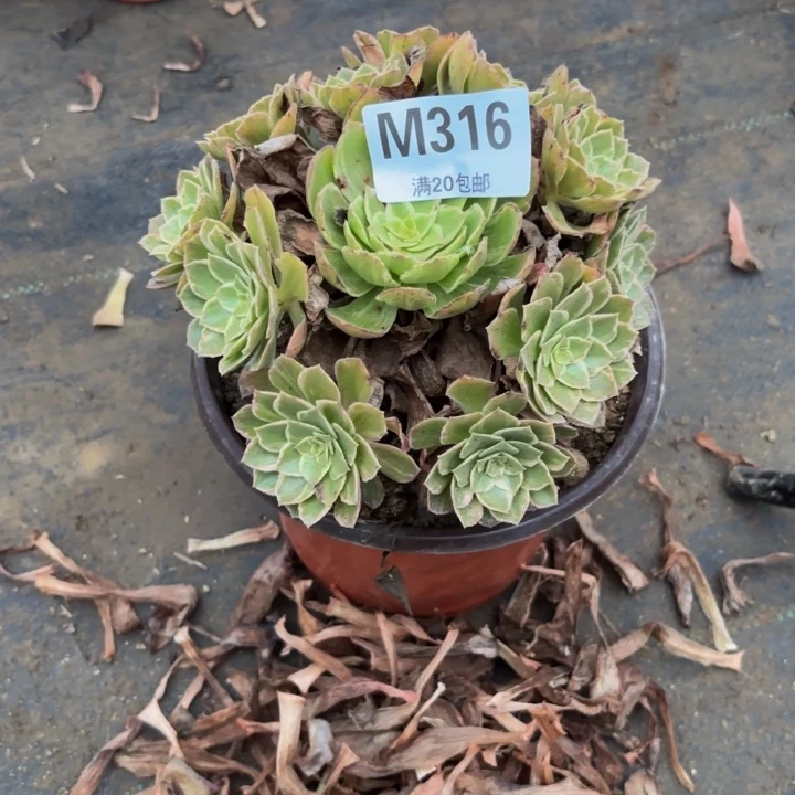 瑞妈多肉园艺316万花筒