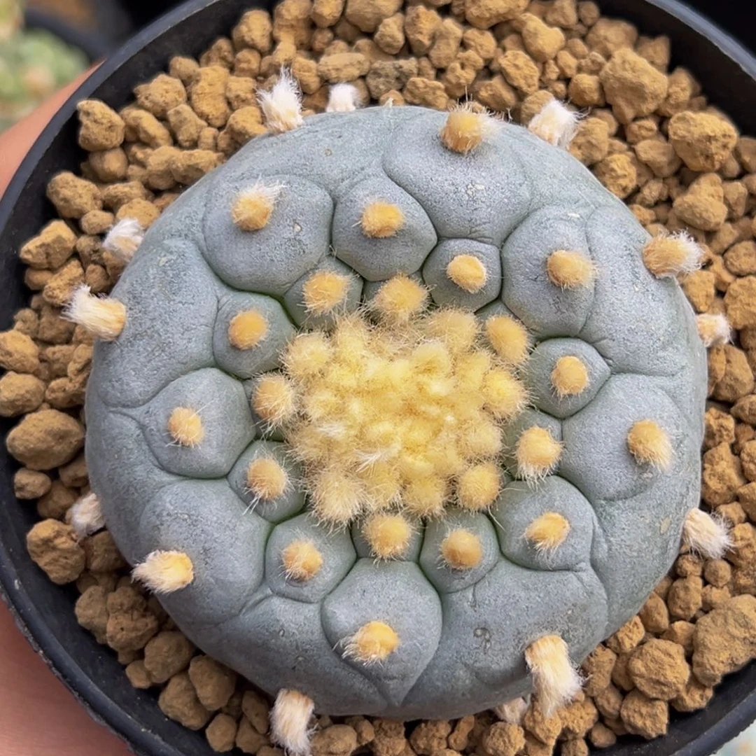 m佛头实生蓝白金毛