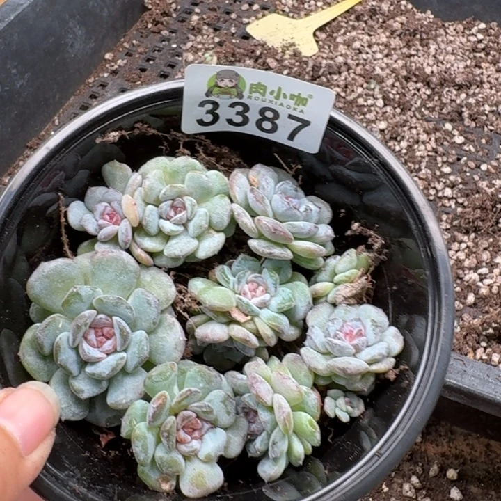 多肉植物多肉植物
