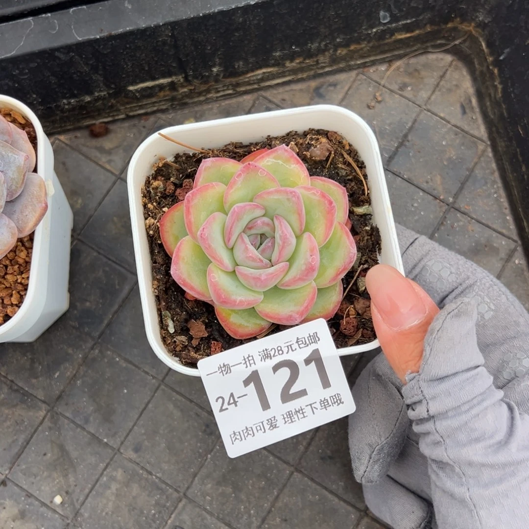 泡芙多肉多肉多肉多好
