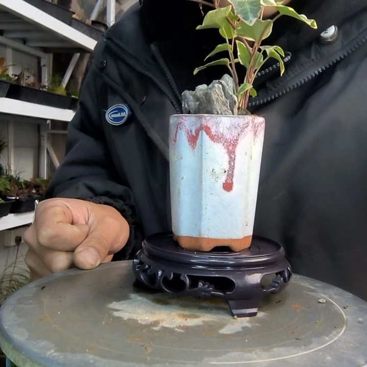 香**子小盆景小植物一物一拍131