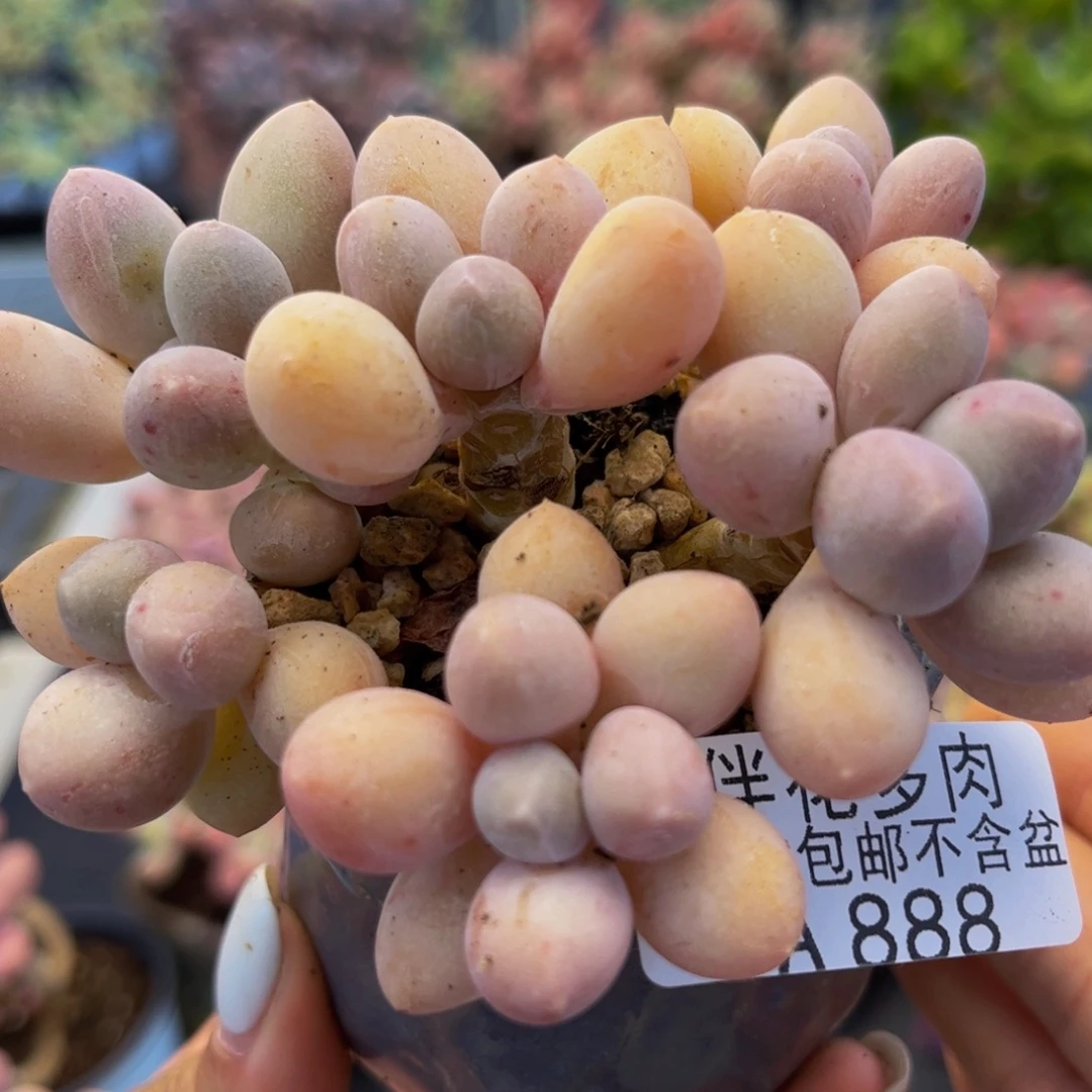 888-黄金香水手指奶酪多肉7cm