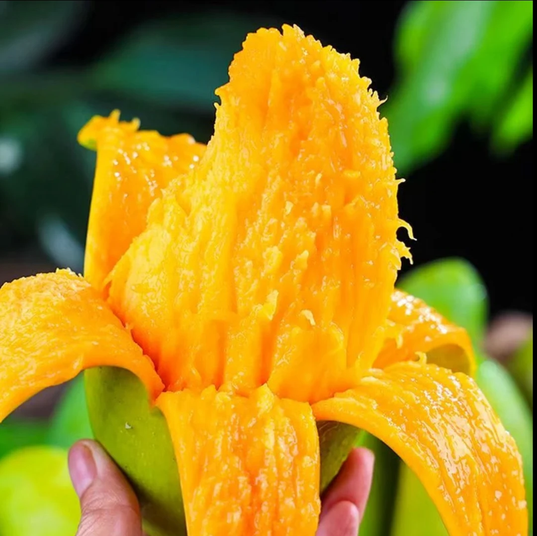 【催熟放软吃】青皮金煌芒青芒新鲜发货坏果包赔