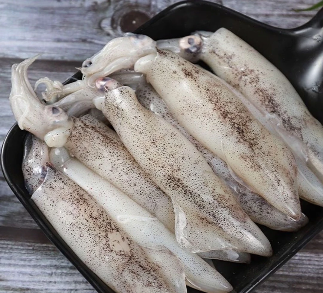 优选新鲜野生公大海兔笔管鱼无籽     新鲜速冻