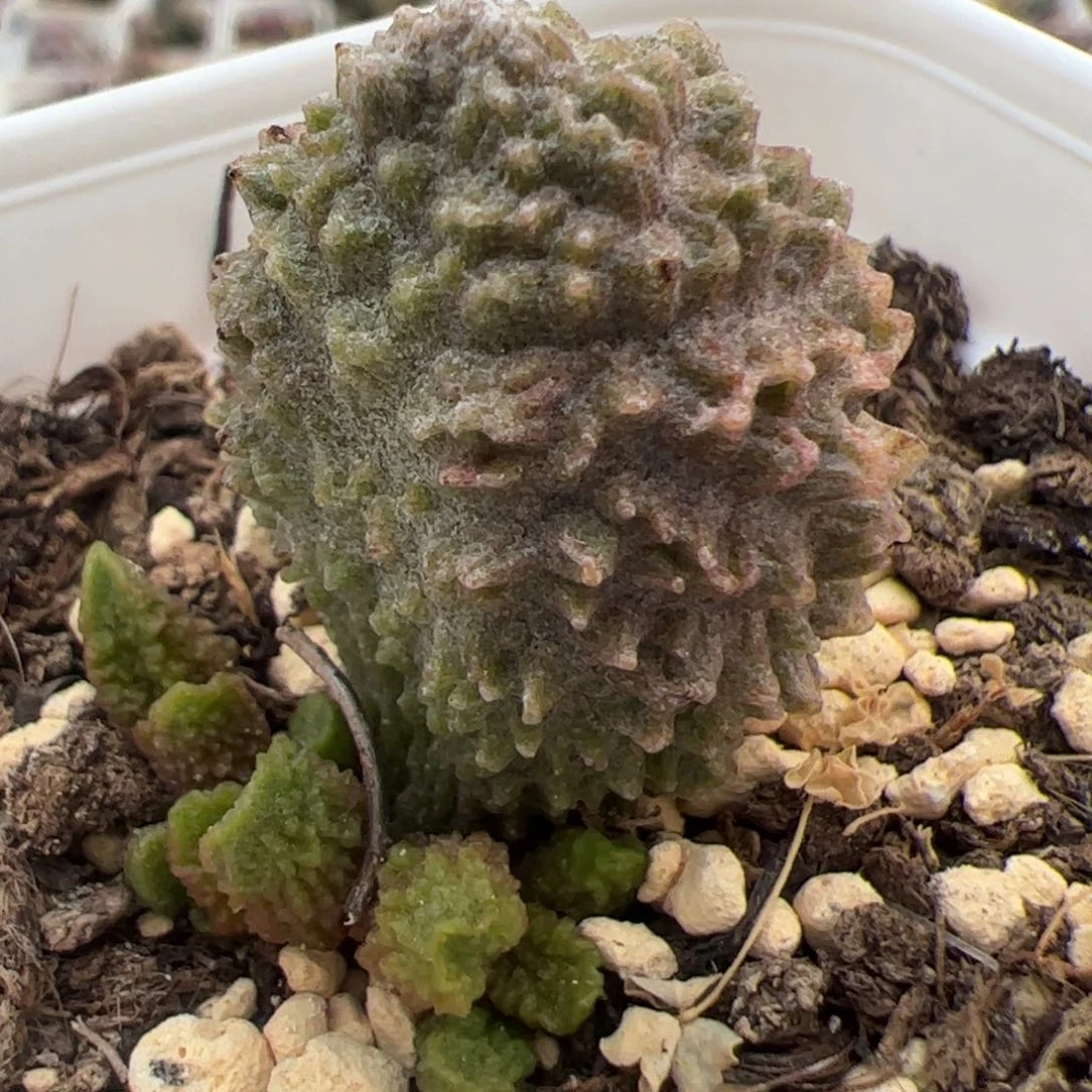 实生低叶苗多肉植物水泡多肉植物