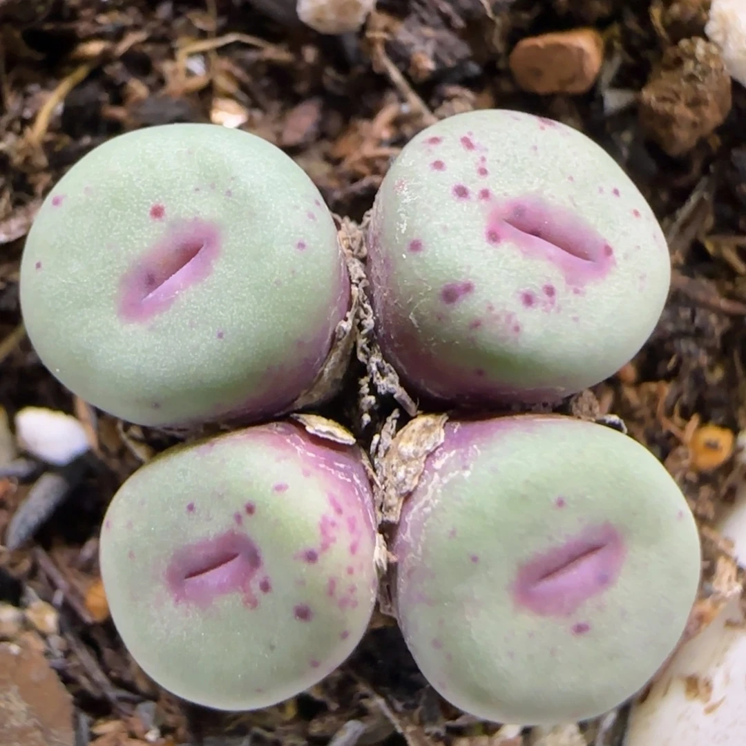 12.30。723小红嘴。5011