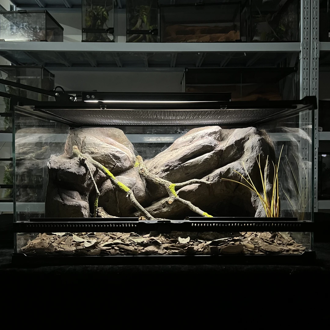 【定制联系客服】爬宠造景缸睫角守宫树栖蜘蛛饲养箱爬宠爬虫缸