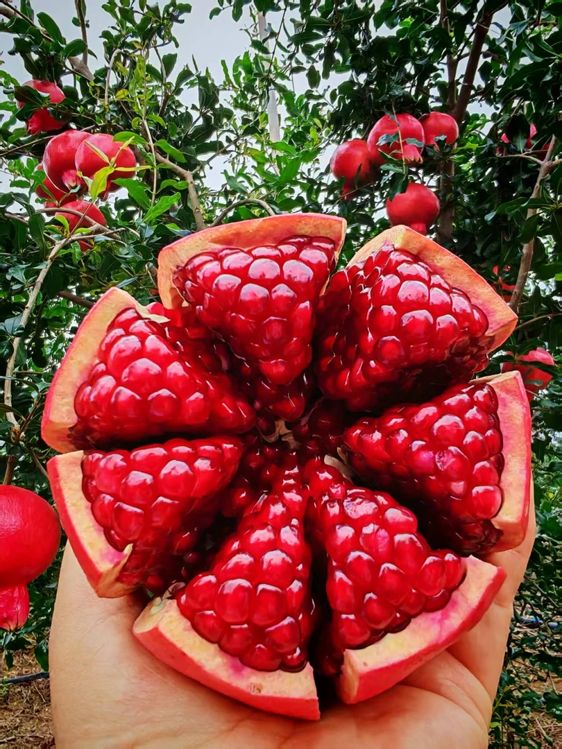 【产地果农直发】净重3斤云南当季天使红软籽甜石榴