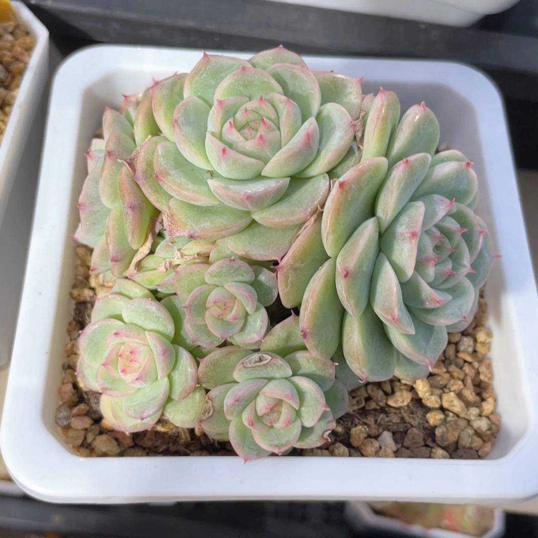 优选女王福利1315