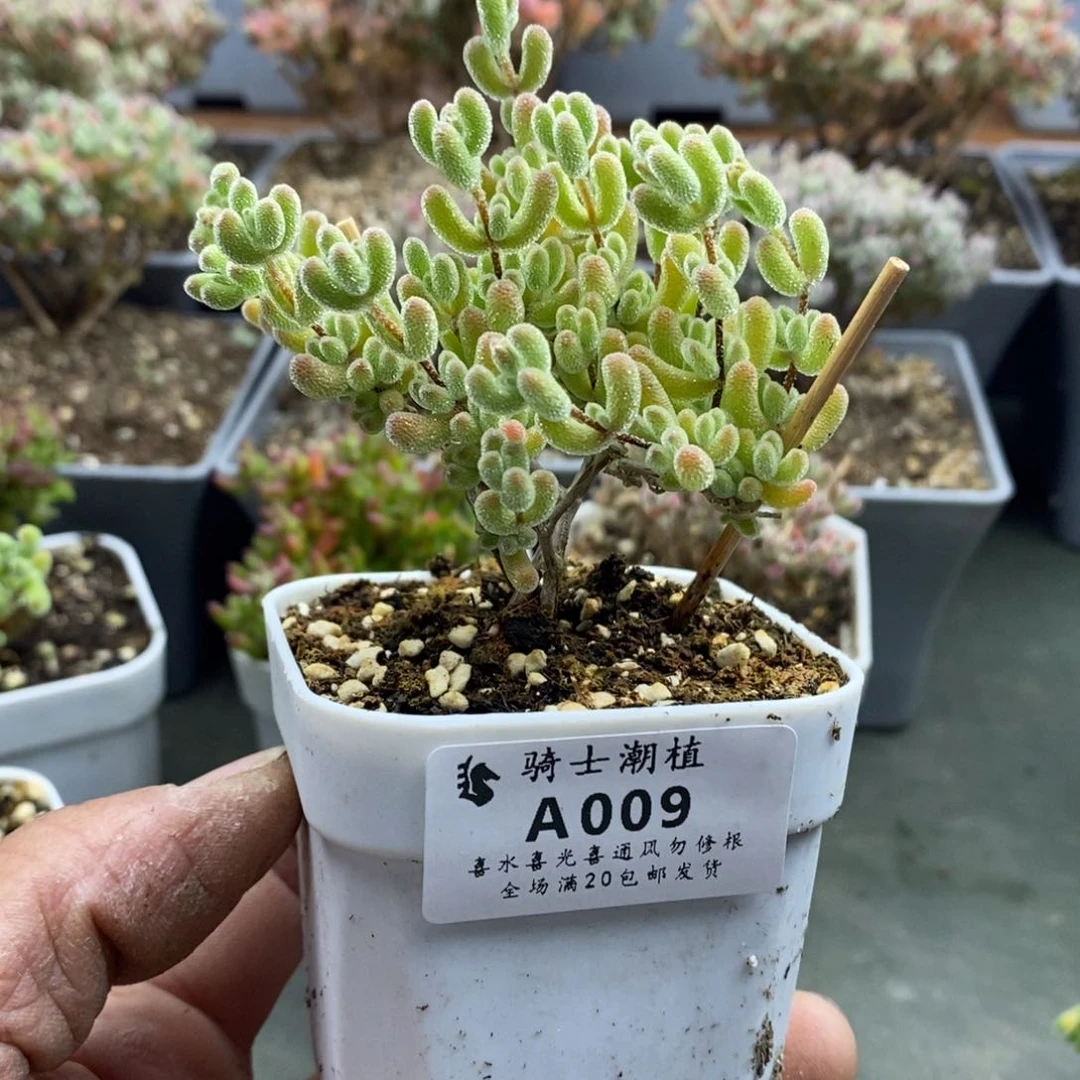 009冰晶杂枝干番杏