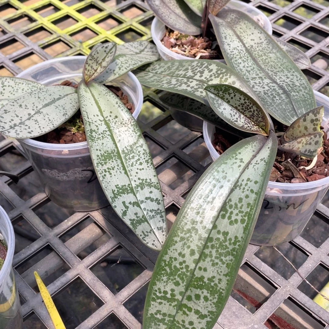 无花朵【swr22IN】史塔基兄弟交，4寸