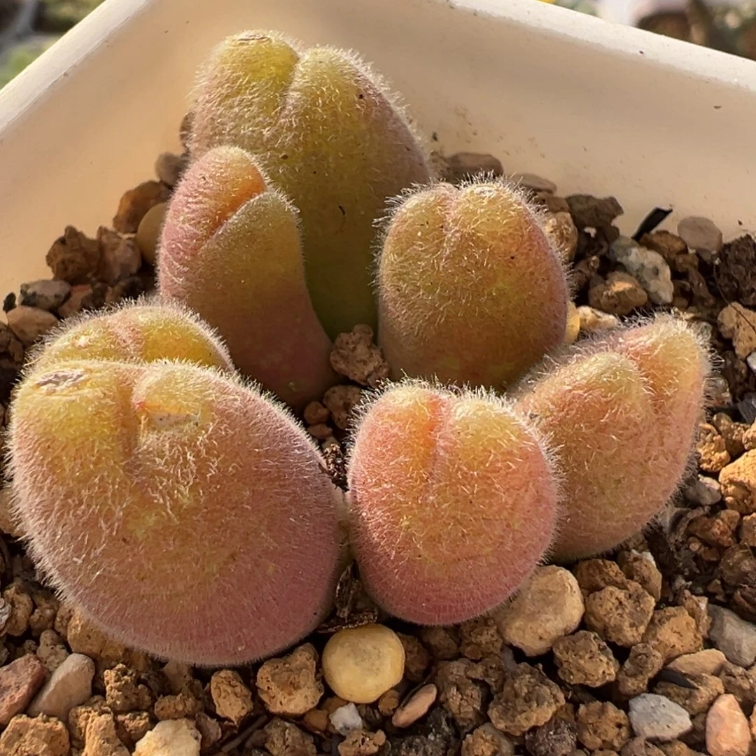 105多肉植物百科植物