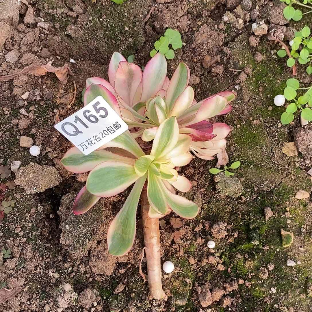 165红魔女与恨砍过多肉植物