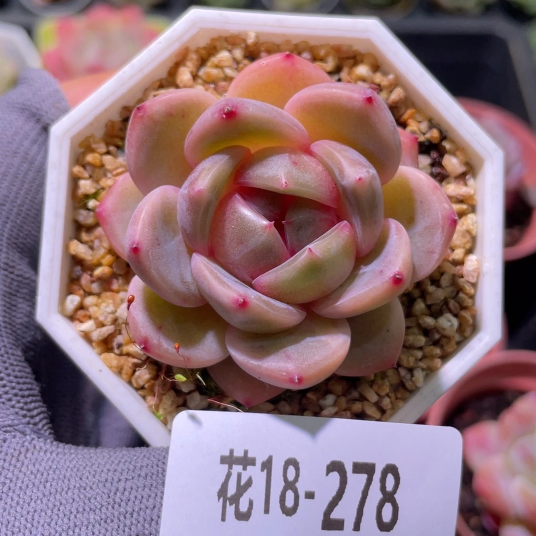 白天鹅18-278精选糖心
