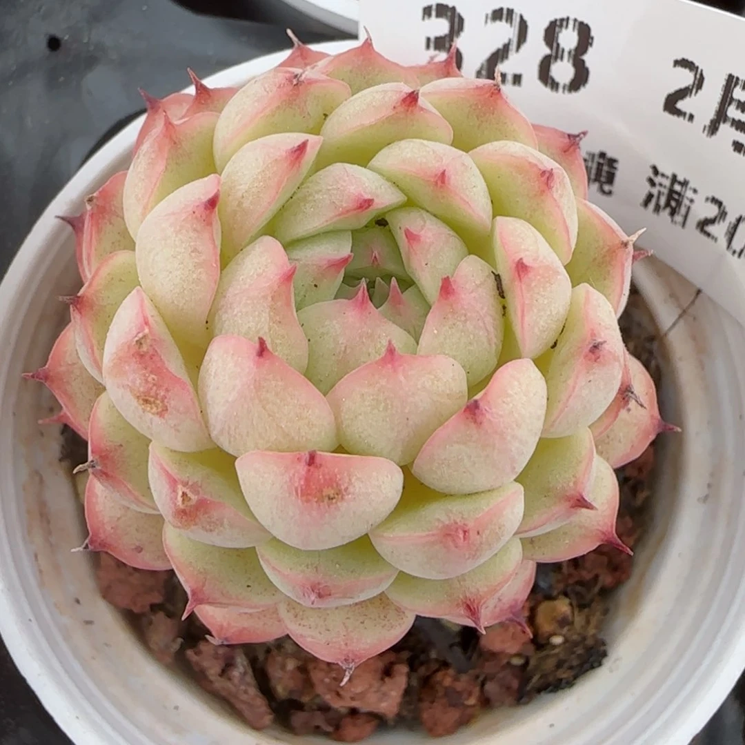 花语逸境0221-328