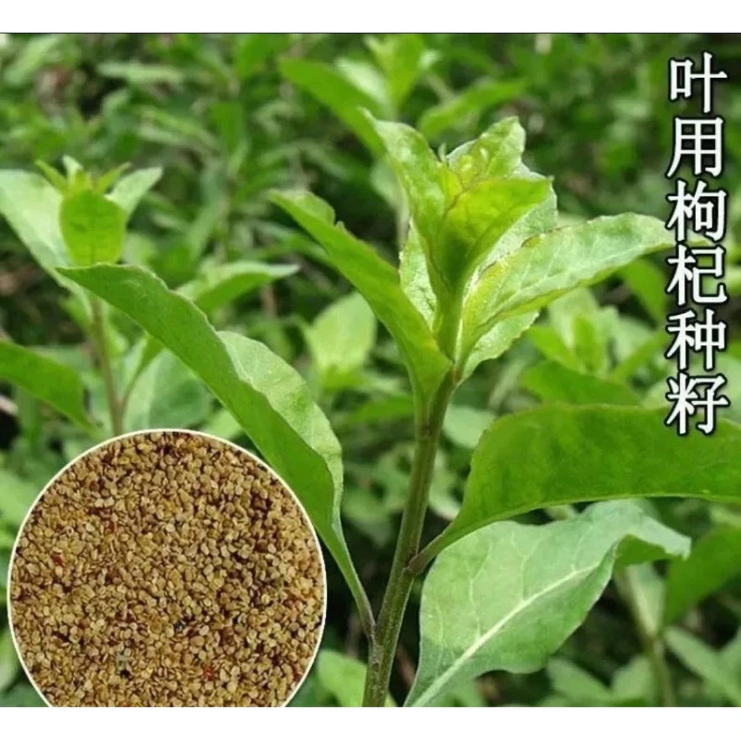 叶用枸杞芽种子菜用枸杞芽菜种苗食用无果枸蔬菜四季盆栽家庭园艺