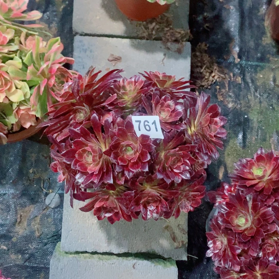 用****人糖果安娜761多肉1111