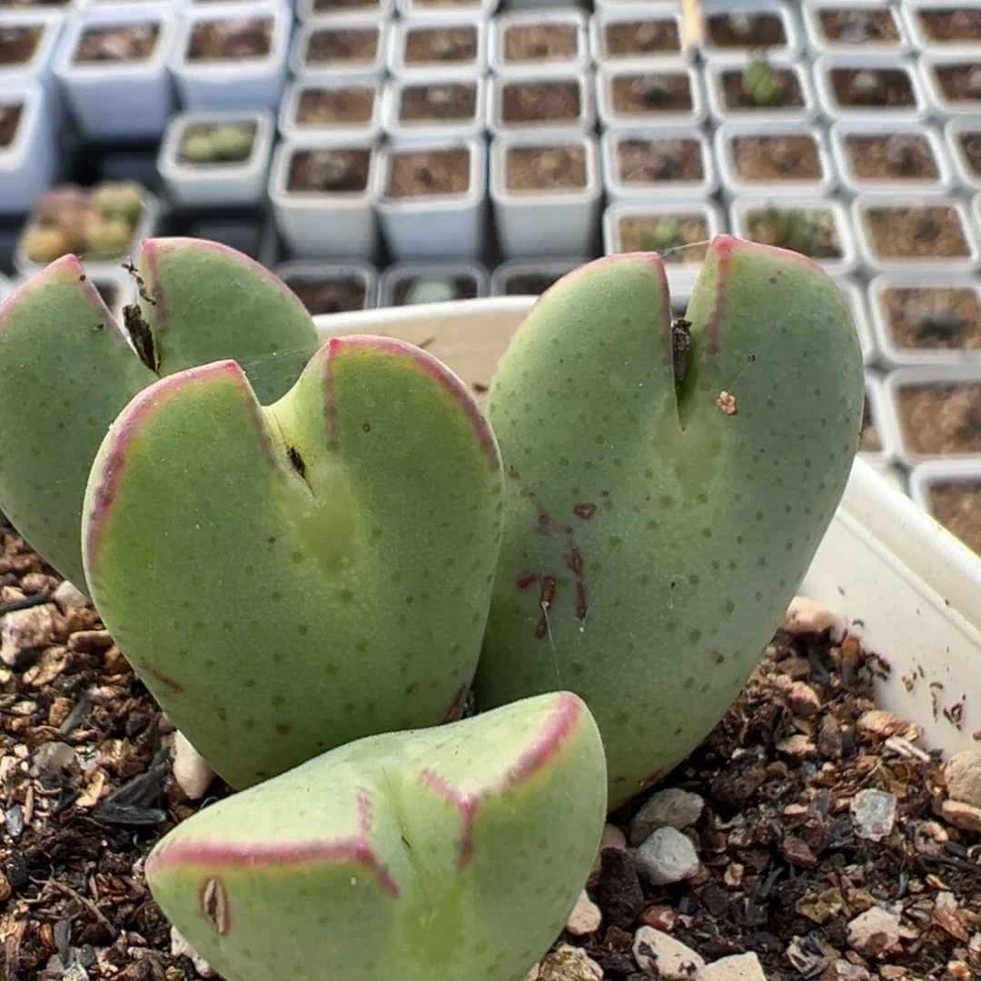201多肉植物百科植物