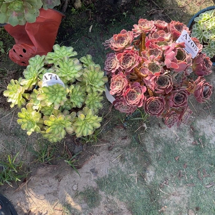 705号两颗法师组合