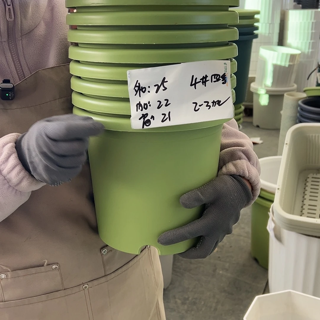 四季盆4#果绿色8个无托
