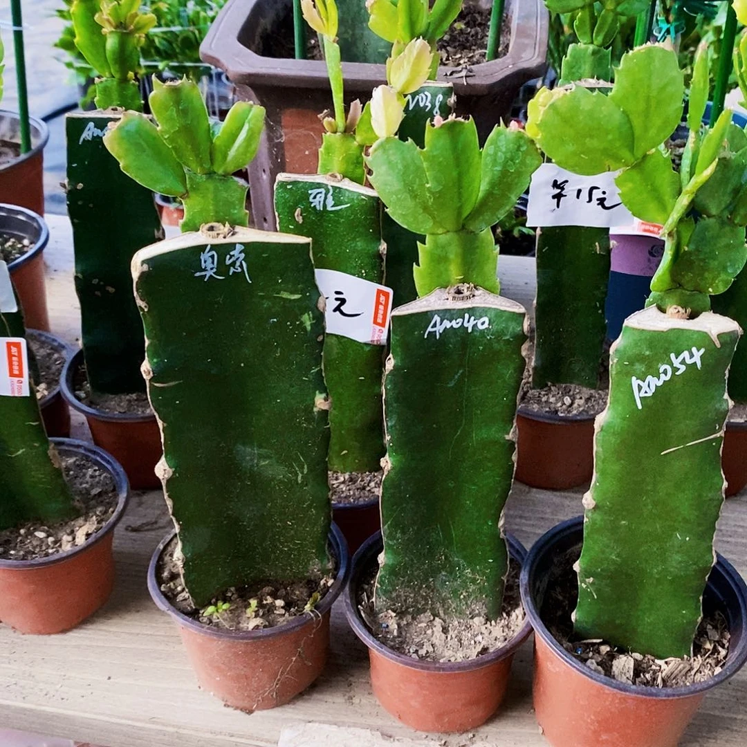 无花朵060➕奥索➕桑吉他