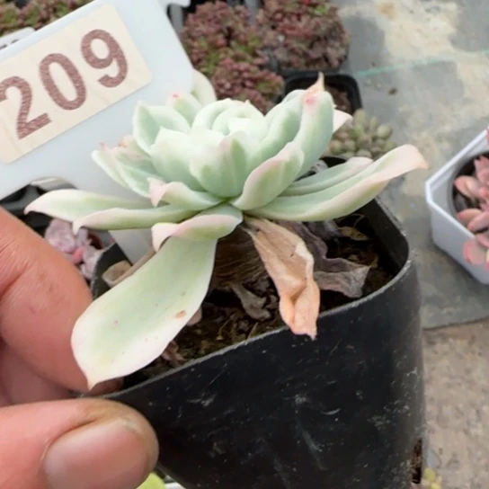 209柠檬玫瑰锦多肉植物多