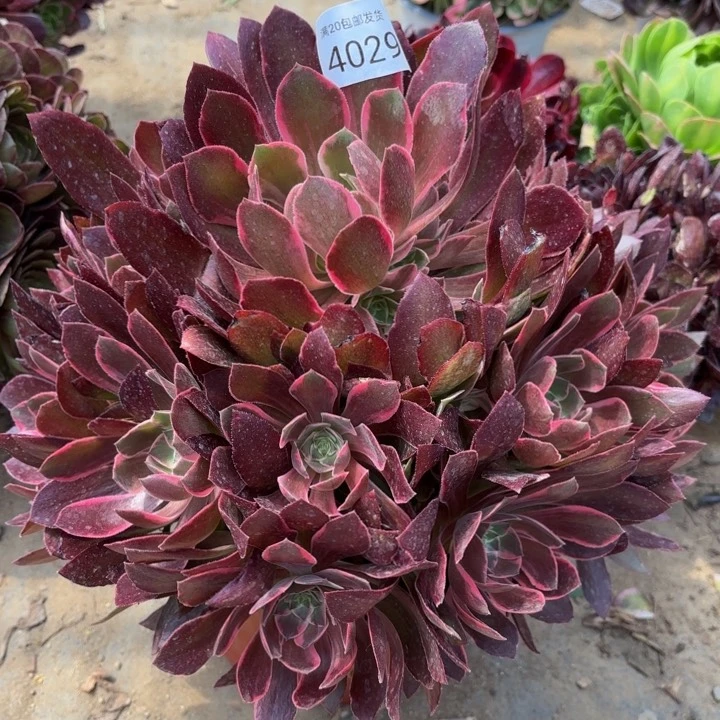 浣纱多肉法师4029