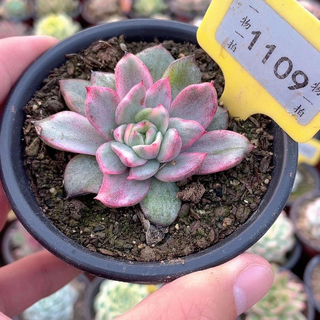 石化东云锦1109号