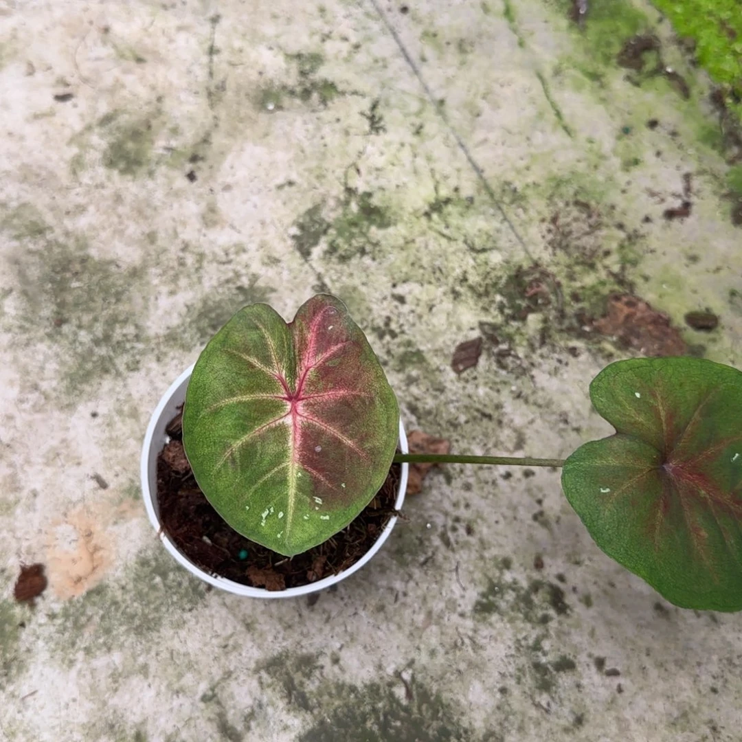 完全开放54小海王无售后