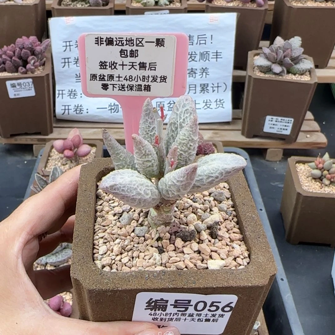 056融冰多肉植物微瑕