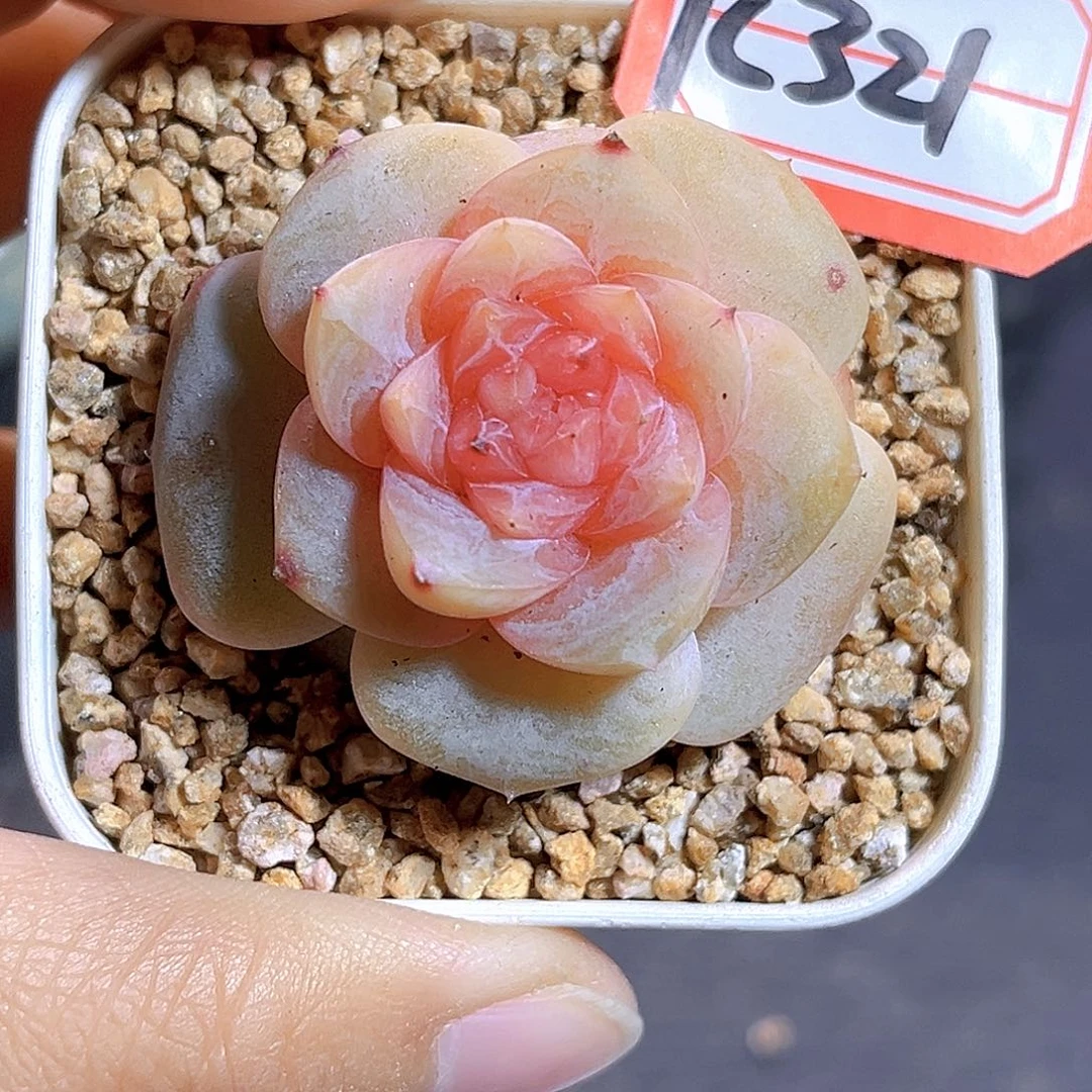 K321 月兔珍妮 满18包邮