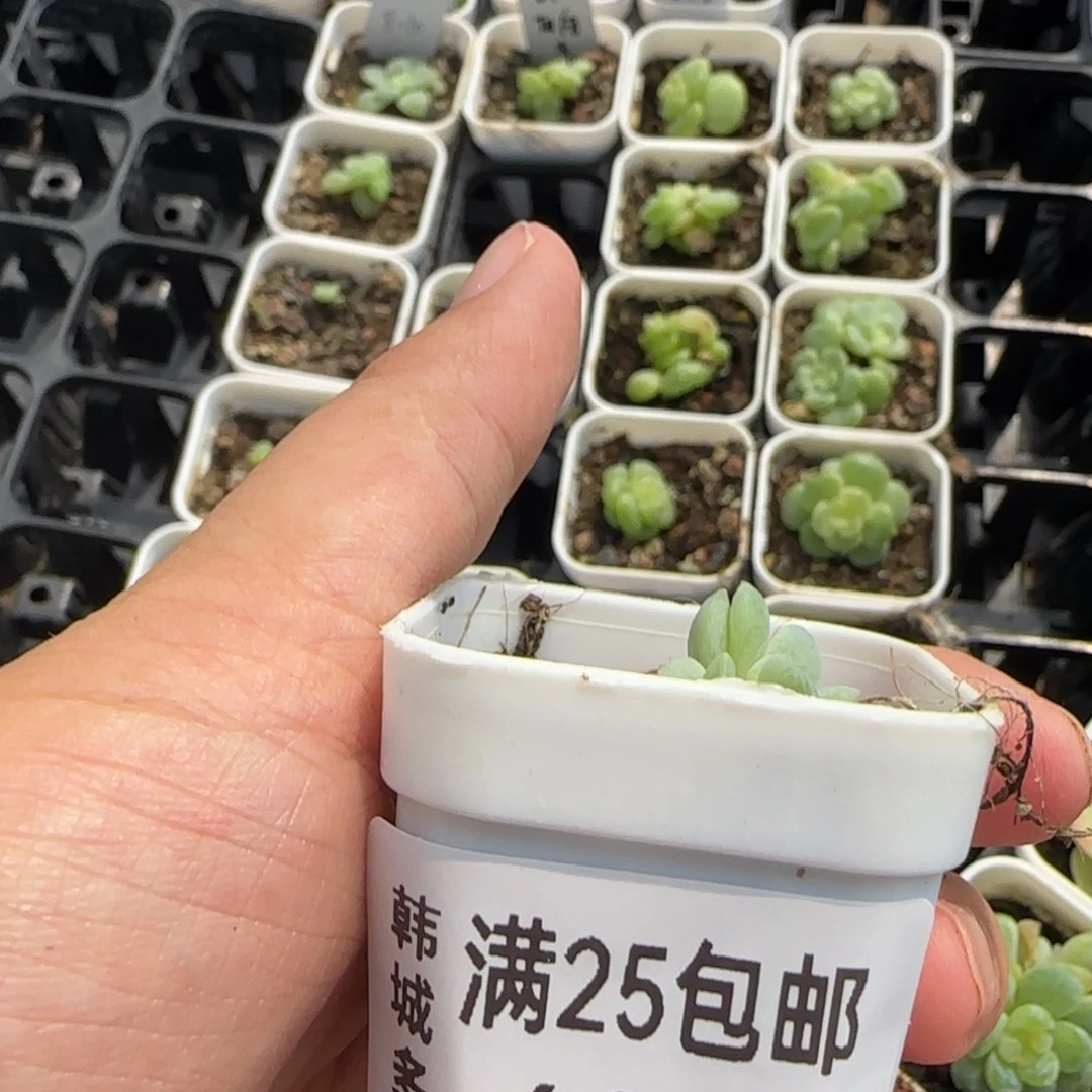 伊****692 一物一拍中苗盆一个满20包邮