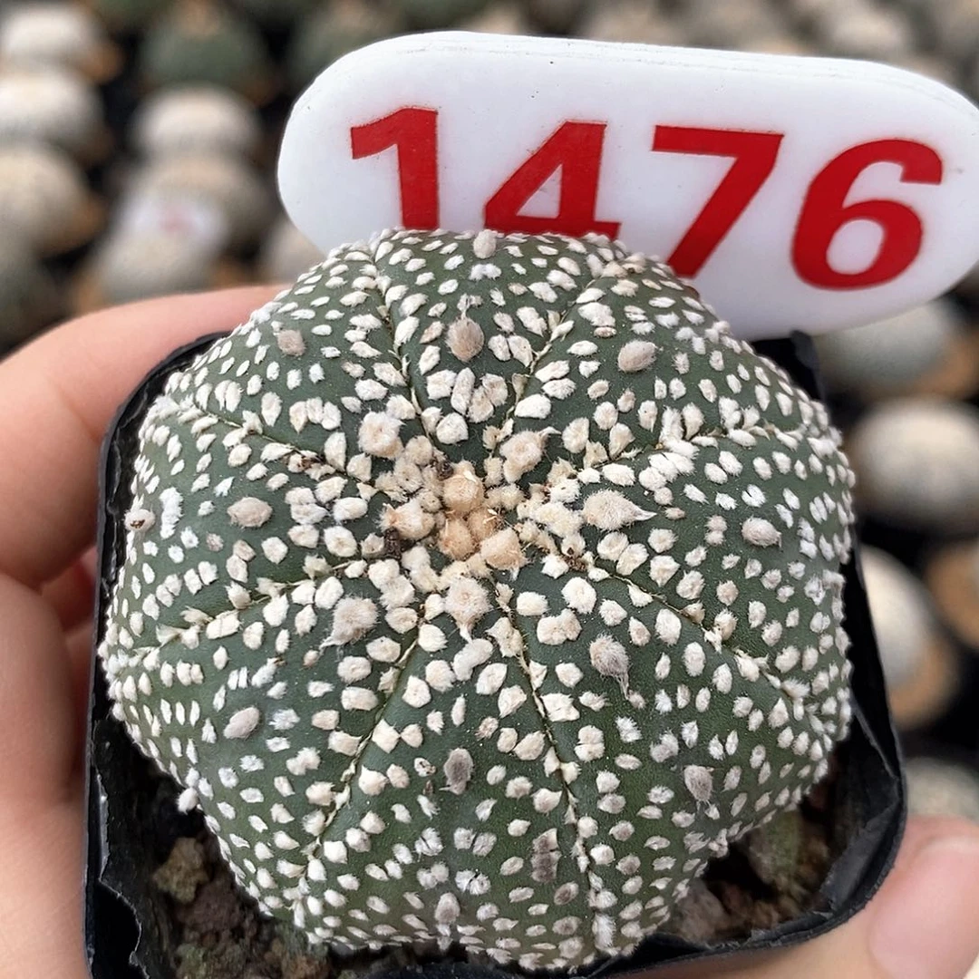 1476奇迹系列福利活动特价