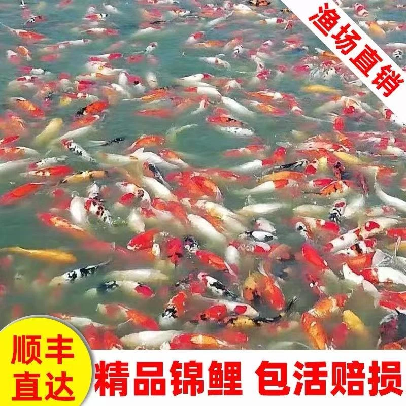 直播链接4乱拍错拍随机发到货录开箱视频