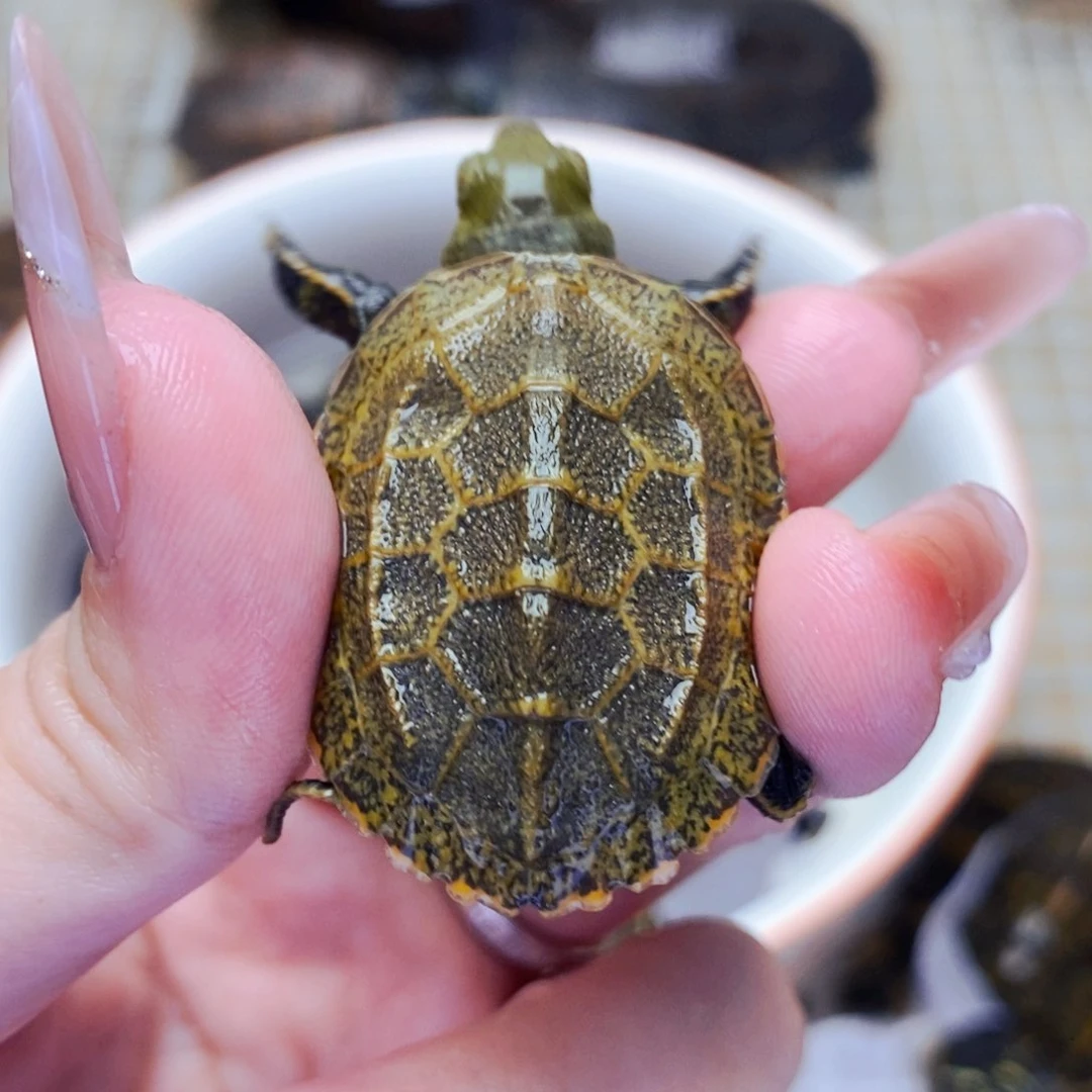 不分公母宠物龟日杂苗