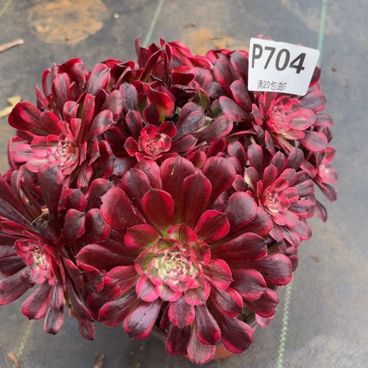 瑞妈多肉植物。704.同花顺