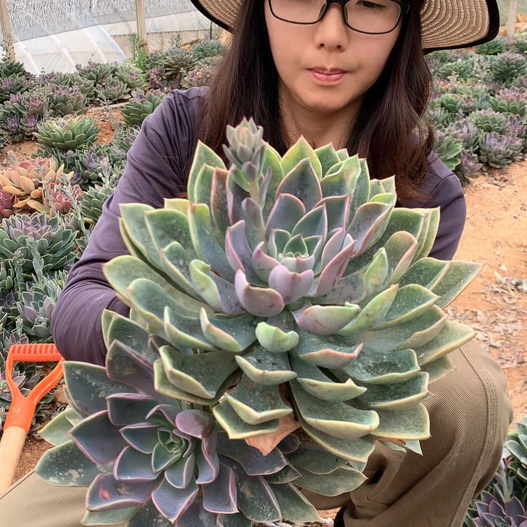 三头起紫气东来15米 一颗