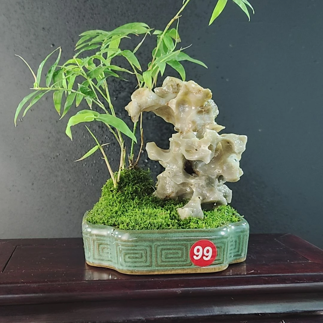 莫****无花朵盆景，凤尾竹，玉玲珑