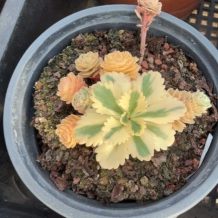 亚特兰蒂斯锦8仙人球