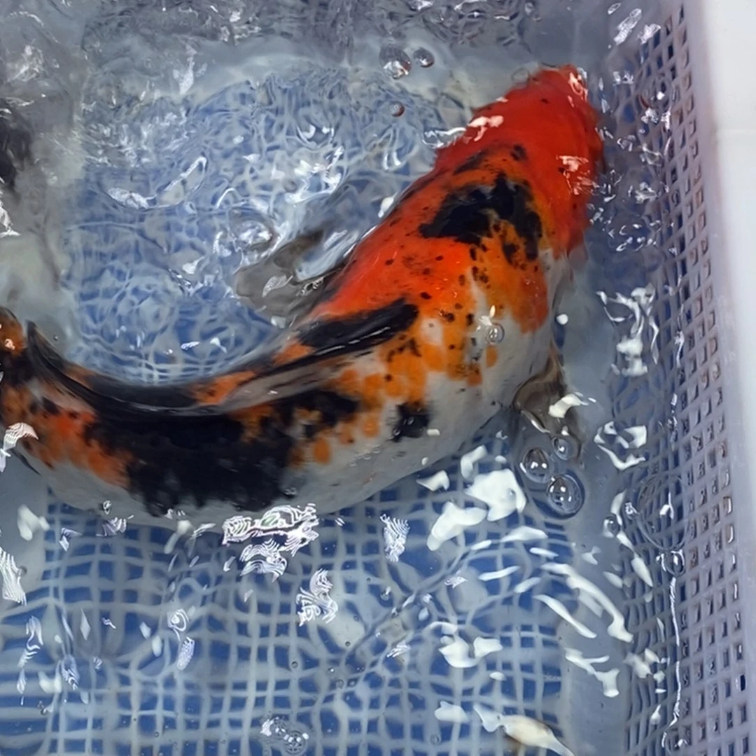 锦鲤冷水锦鲤包邮