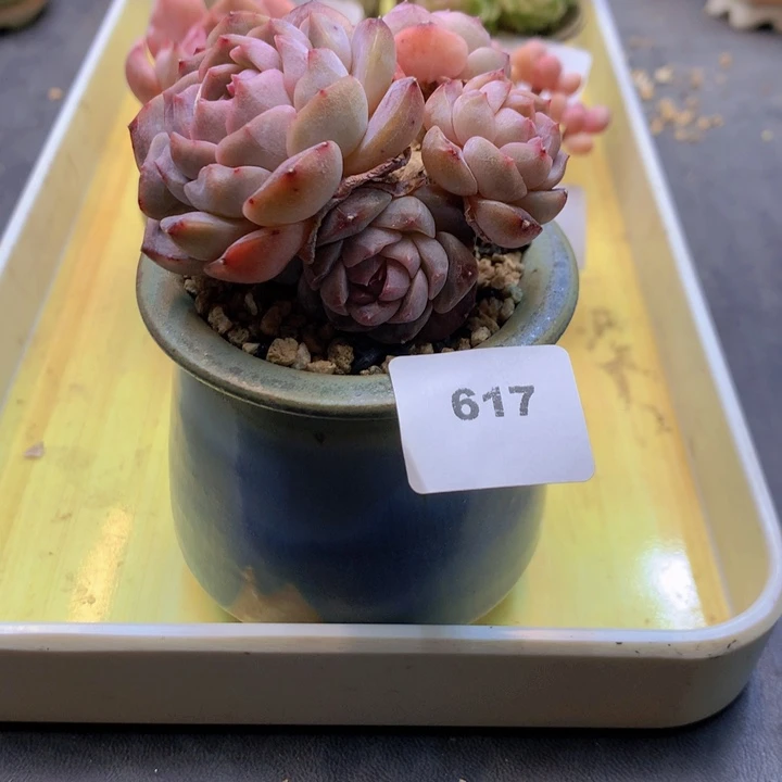 617，小暖福利多肉