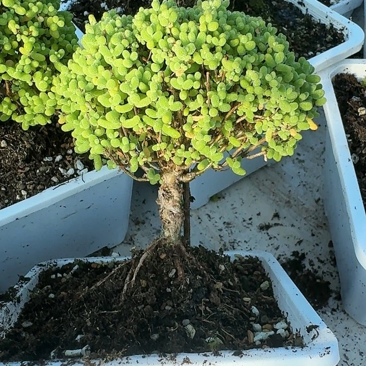 当前无花朵，栽培后可花朵