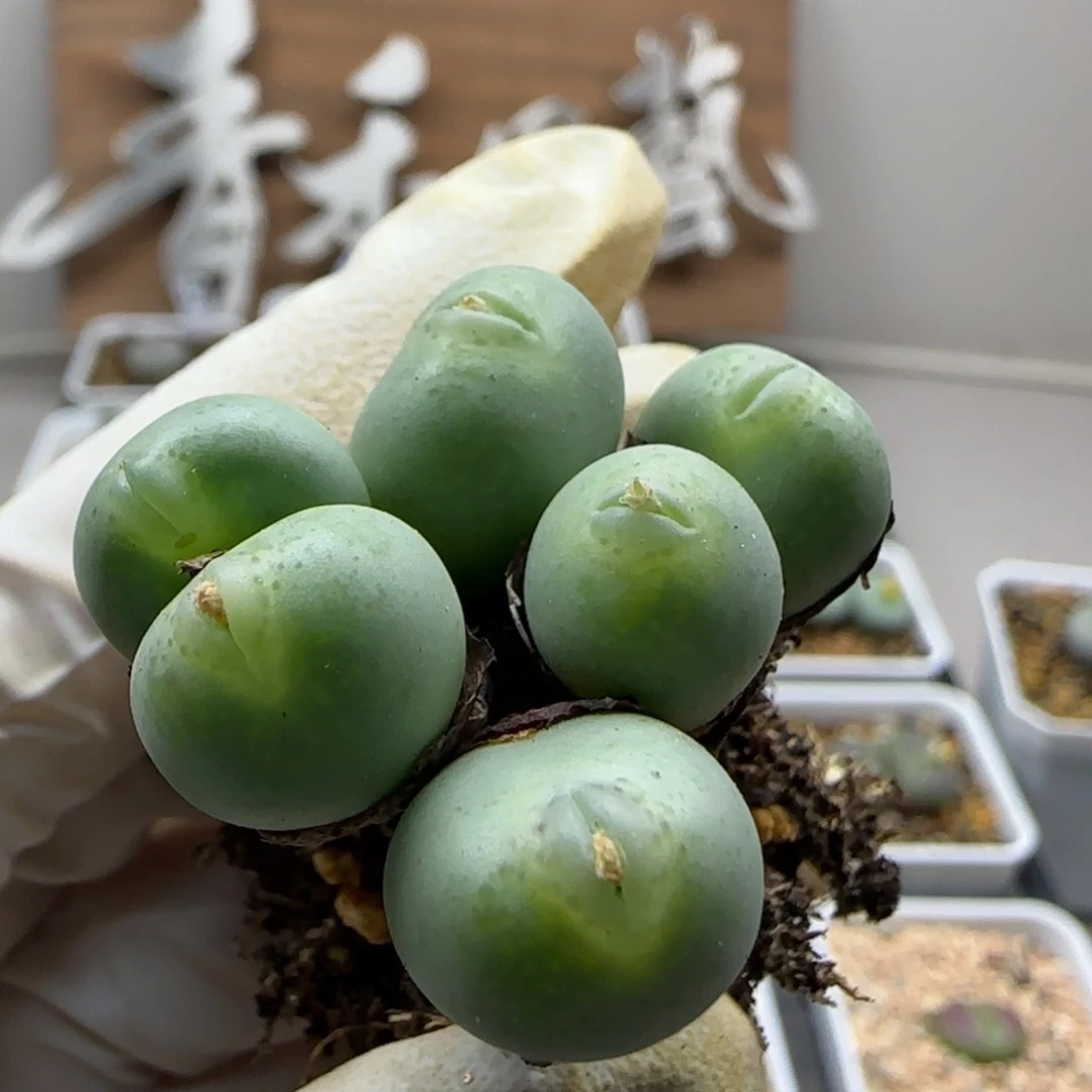 小***美10-27当天满38包邮玻尿酸海豚嘴