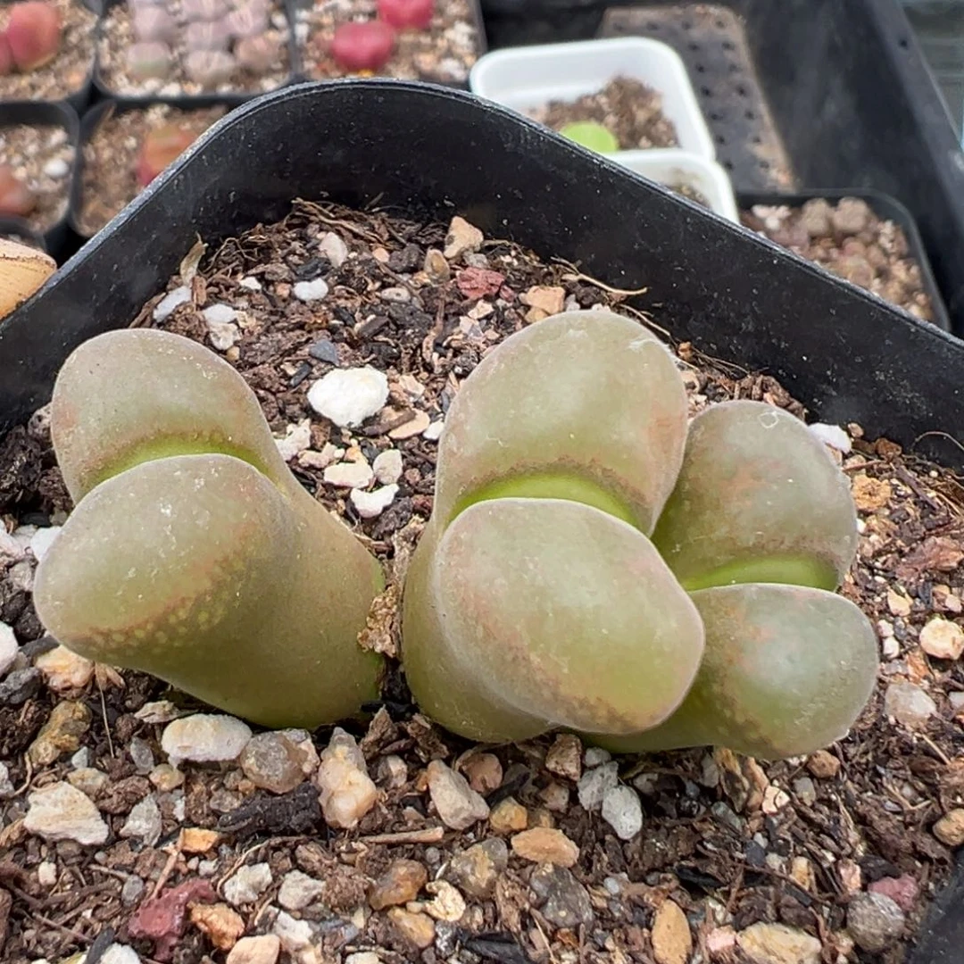 7.15好看的多肉脱土发货565