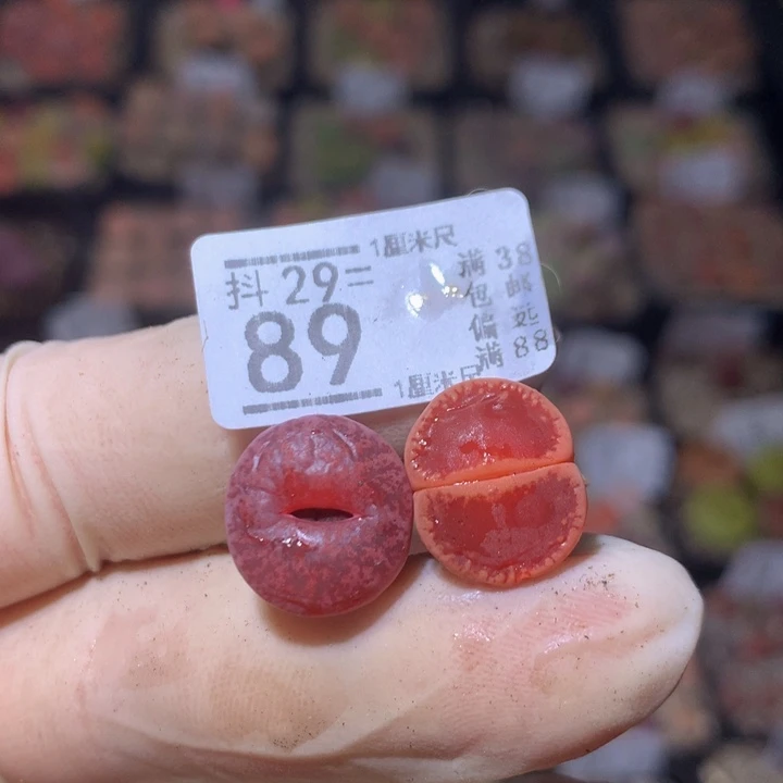 a****n精品生石花29.89