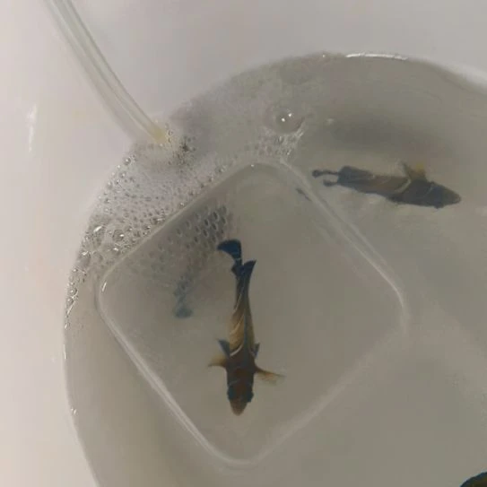 海水鱼超级无敌小蓝纹