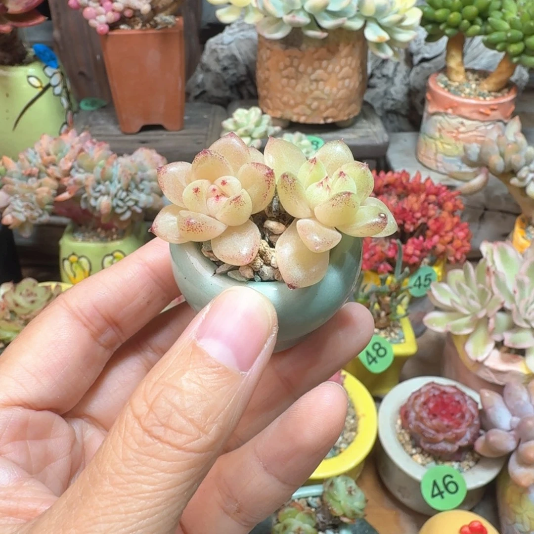 精品 多肉含盆土 一物一拍