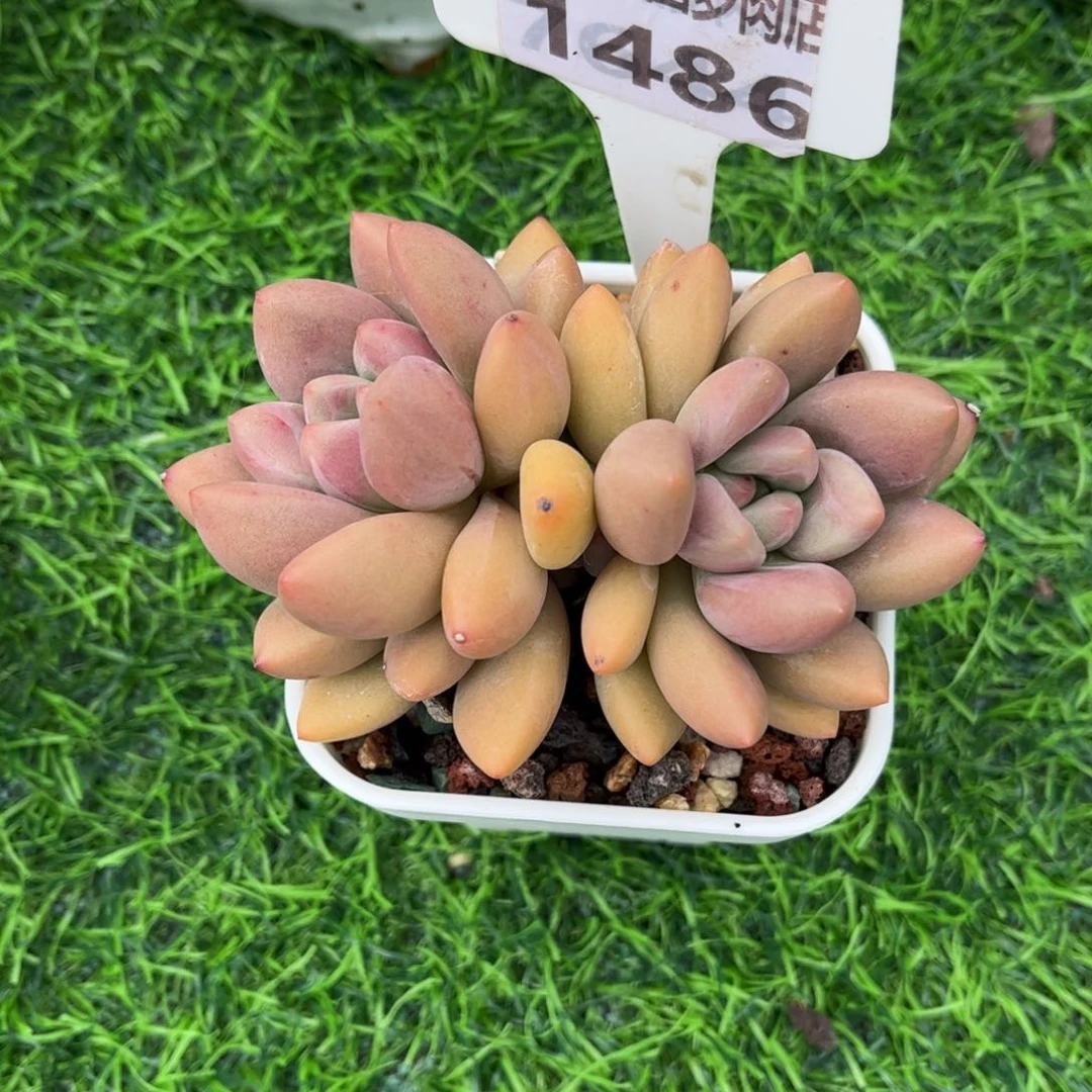 多肉植物1486…………..