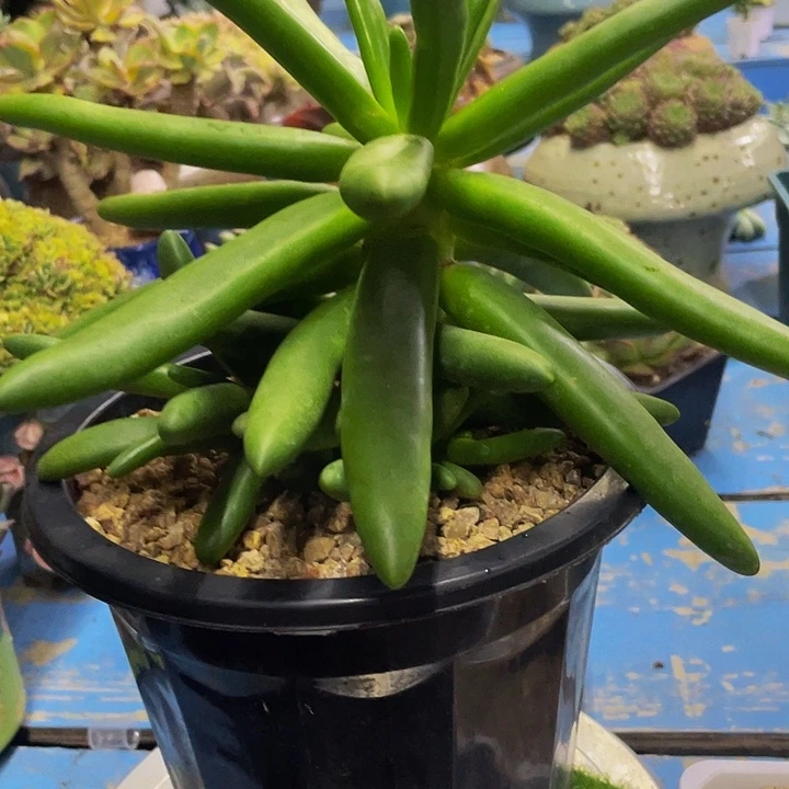 椰子树一物一拍哦手捧