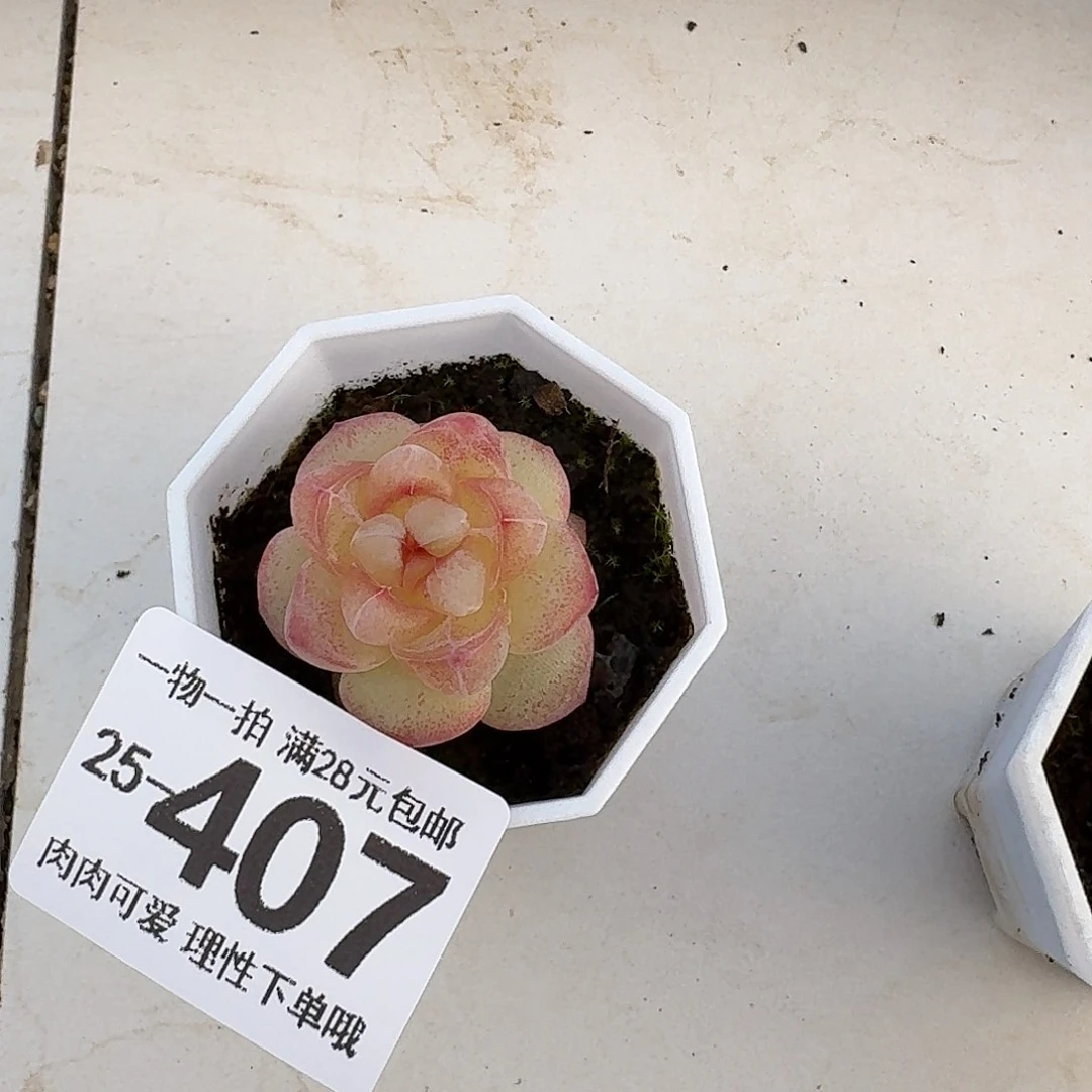 恶魔之泪无盆土发货